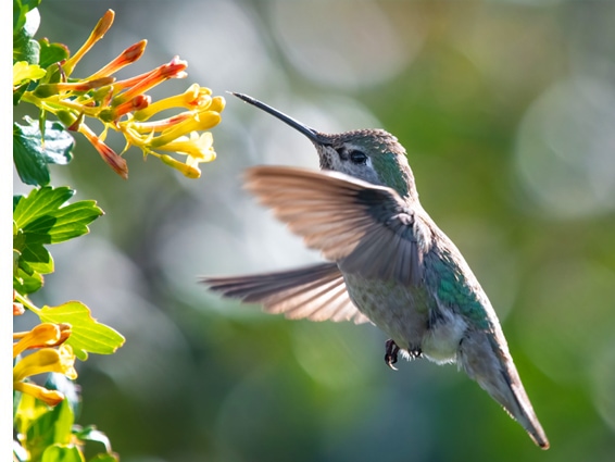 GOOGLE HUMMINGBIRD UPDATE 1